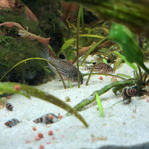 Corydoras julii trilineatus