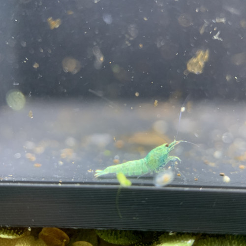 Lot de 10 + 1 caridinas Blue Bolt