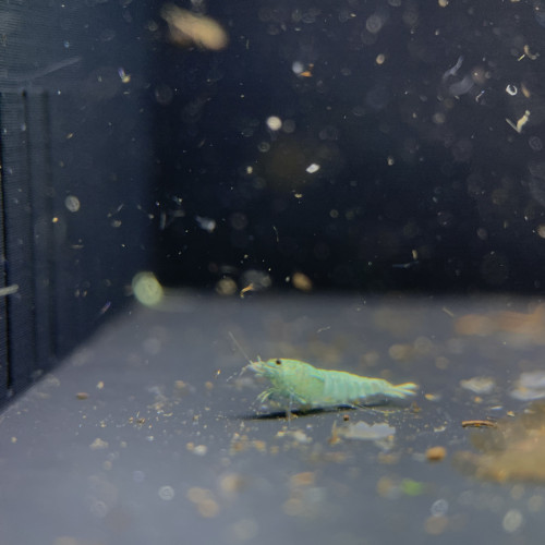 Lot de 10 + 1 caridinas Blue Bolt