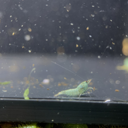 Lot de 10 + 1 caridinas Blue Bolt