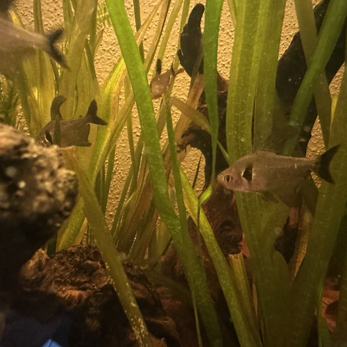 8 tétras fantôme noirs à vendre
