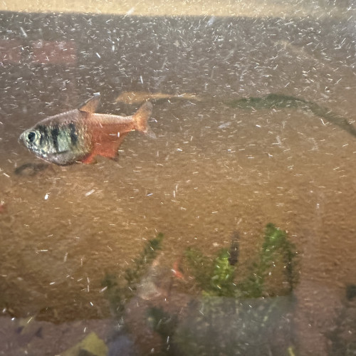 7 tétras Rio à vendre