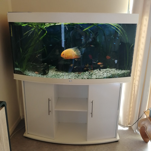 aquarium Juwel vision 260 l