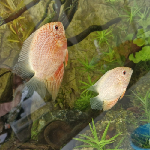Heros Severum Red Spotted