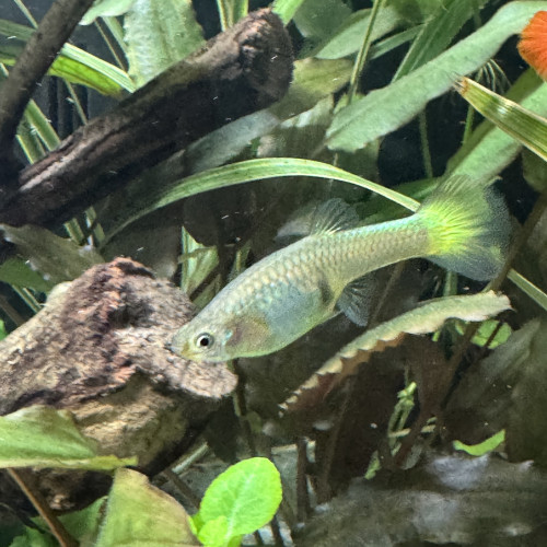 Donne 6 Guppies