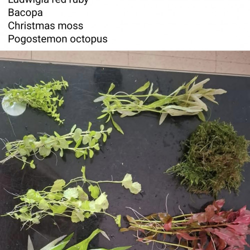 Lot de plantes