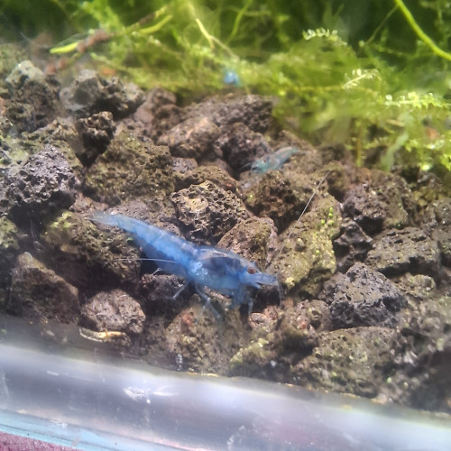 Blue velvet