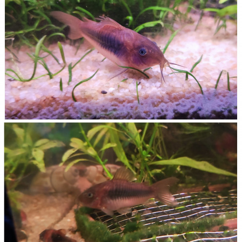 Corydoras aeneus