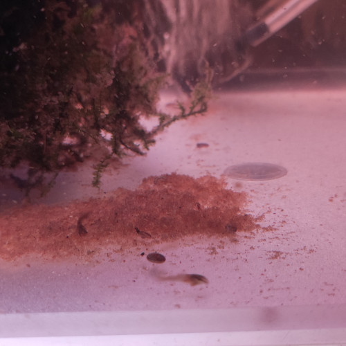 Corydoras aeneus