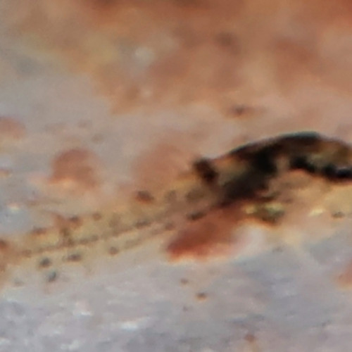 Corydoras aeneus
