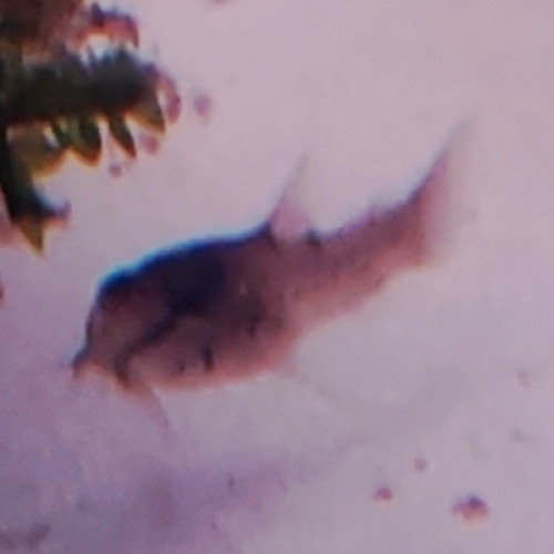 Corydoras aeneus