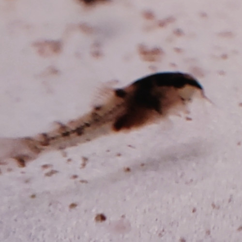 Corydoras aeneus