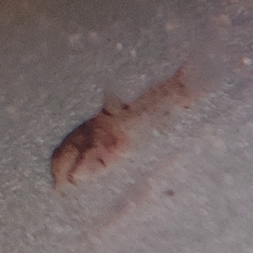 Corydoras aeneus