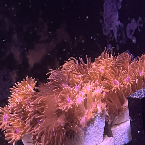 Goniopora rouge bouches bleues, longs polypes