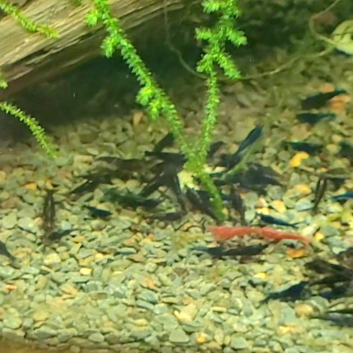 Crevettes blue velvet ÷ mutations