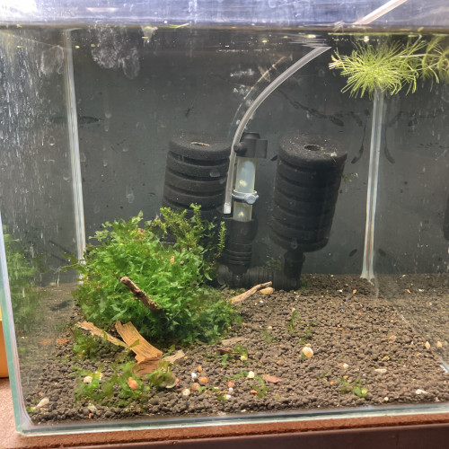 Nano aquarium. 30L   Complet  avec crevettes
