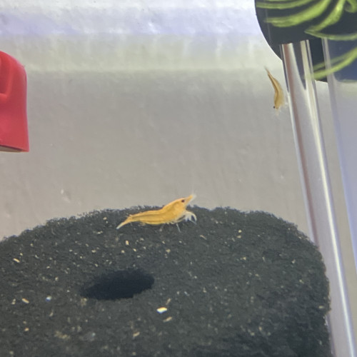 Nano aquarium. 30L   Complet  avec crevettes