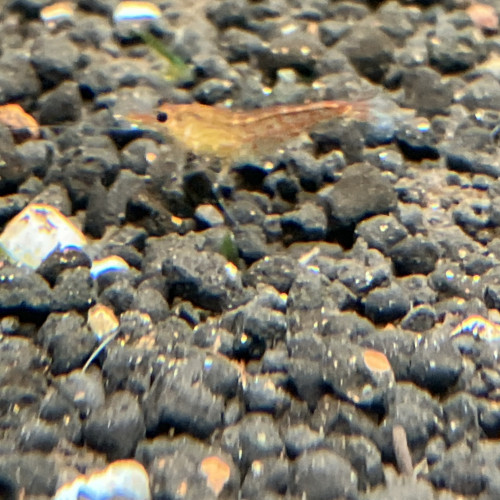Nano aquarium. 30L   Complet  avec crevettes