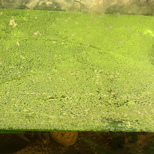 Lentilles d’eau
