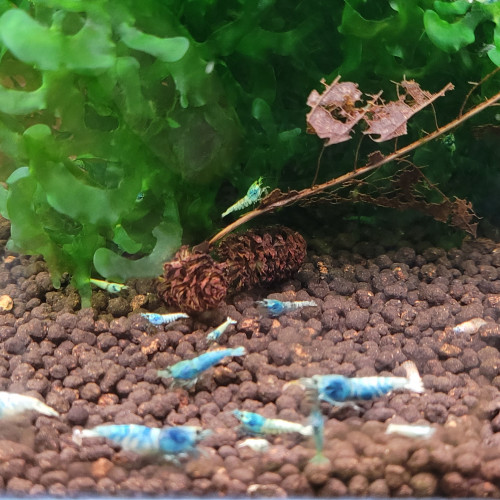 LOT DE CREVETTES TAIWAN BEE:   BLUE BOLT