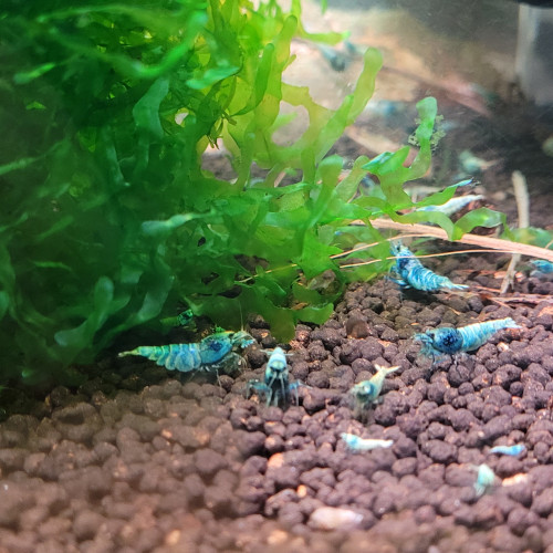 LOT DE CREVETTES TAIWAN BEE:   BLUE BOLT