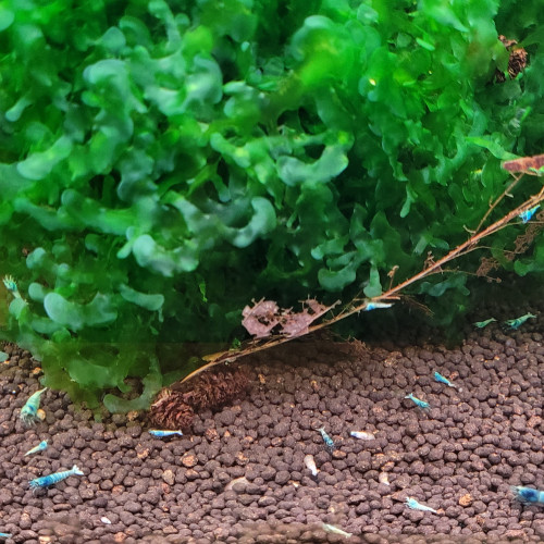 LOT DE CREVETTES TAIWAN BEE:   BLUE BOLT