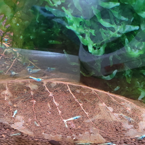 LOT DE CREVETTES TAIWAN BEE:   BLUE BOLT