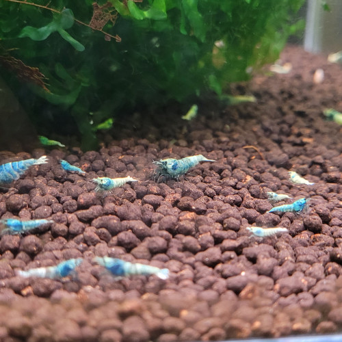 LOT DE CREVETTES TAIWAN BEE:   BLUE BOLT