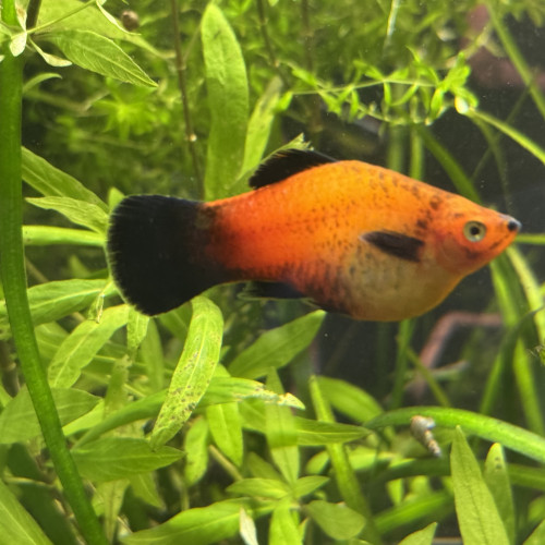 Échange platys