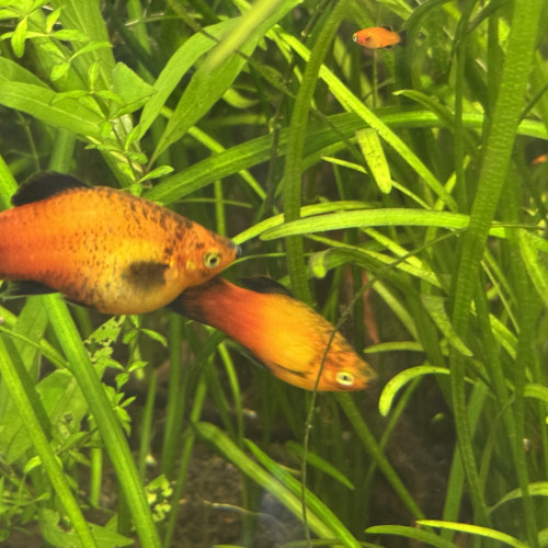 Échange platys