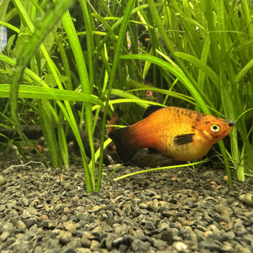 Échange platys