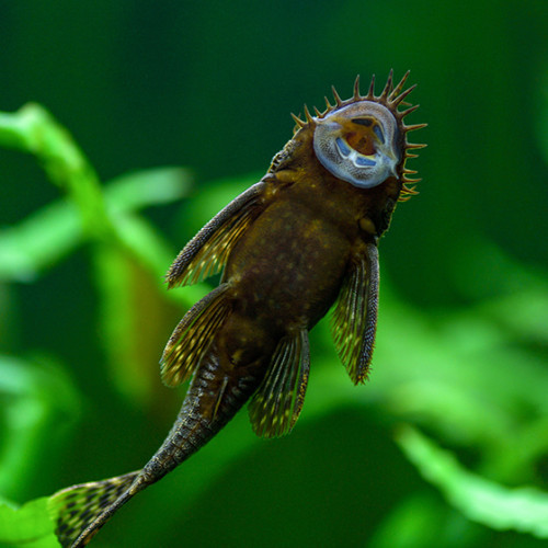 Poisson nettoyeur de vitres