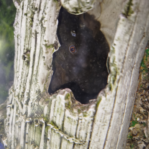 Poisson nettoyeur de vitres