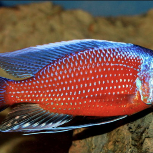 Recherche Cichlidés Malawi Haplo