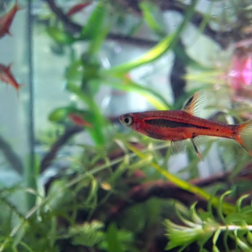 Poissons Boraras Brigittae
