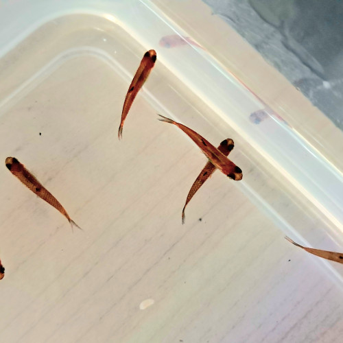 Poissons Boraras Brigittae