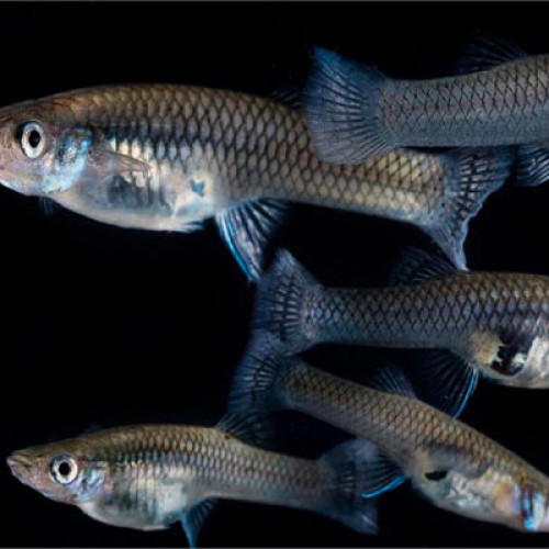 Poissons anti-moustique bassin