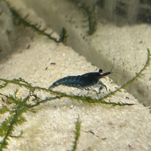 Neocaridina blue velvette
