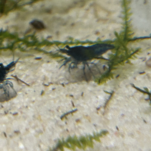 Neocaridina blue velvette