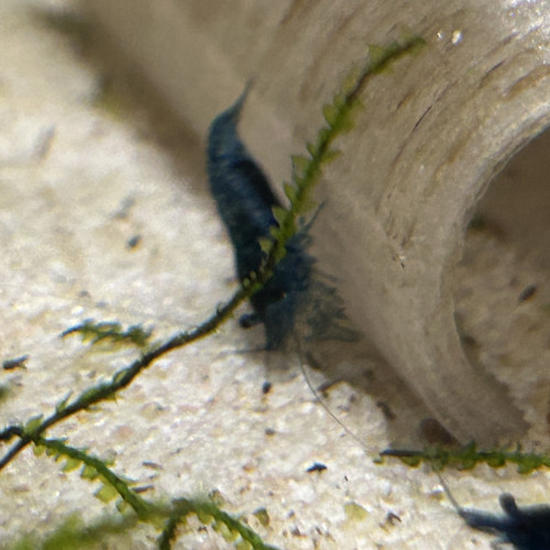 Neocaridina blue velvette