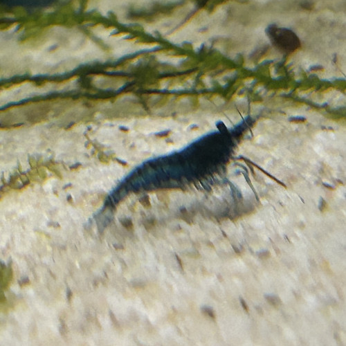 Neocaridina blue velvette