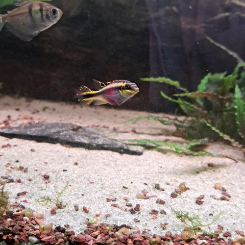 Échange Pelvicachromis pulcher