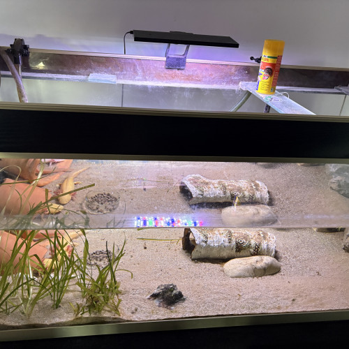 Aquarium 330L