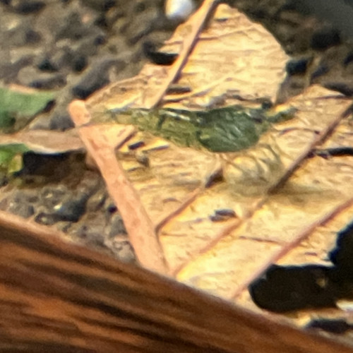 Neocaridina Green Jade déclassé mais verte