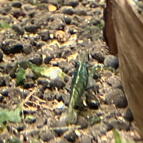 Neocaridina Green Jade déclassé mais verte