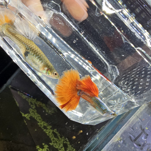 Guppy Halfmoon Platinium Full red