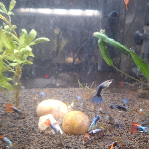 Don guppys