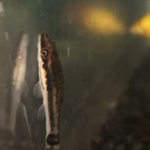 Otocinclus