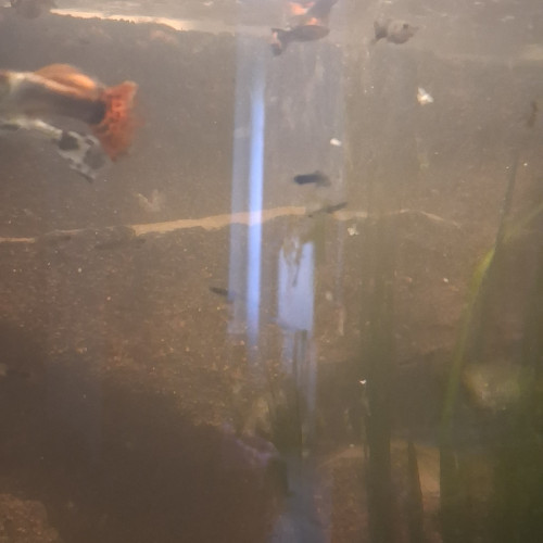 Guppys