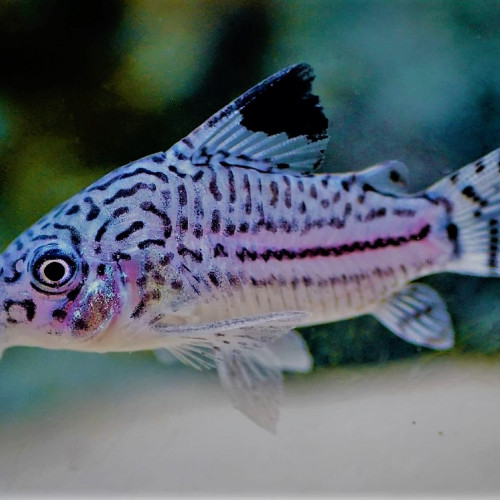 recherche Corydoras julli a prix correct